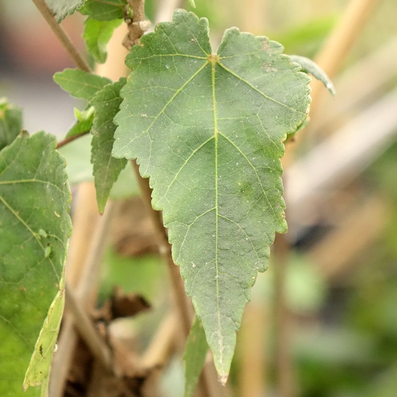 Abutilon Pink Charm (Feuillage)