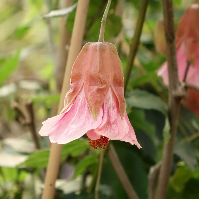 Abutilon Pink Charm (Floraison)