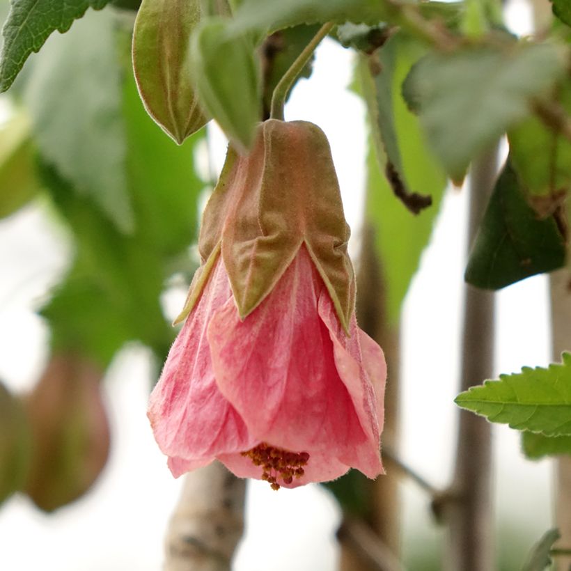Abutilon Pink Charm (Floraison)