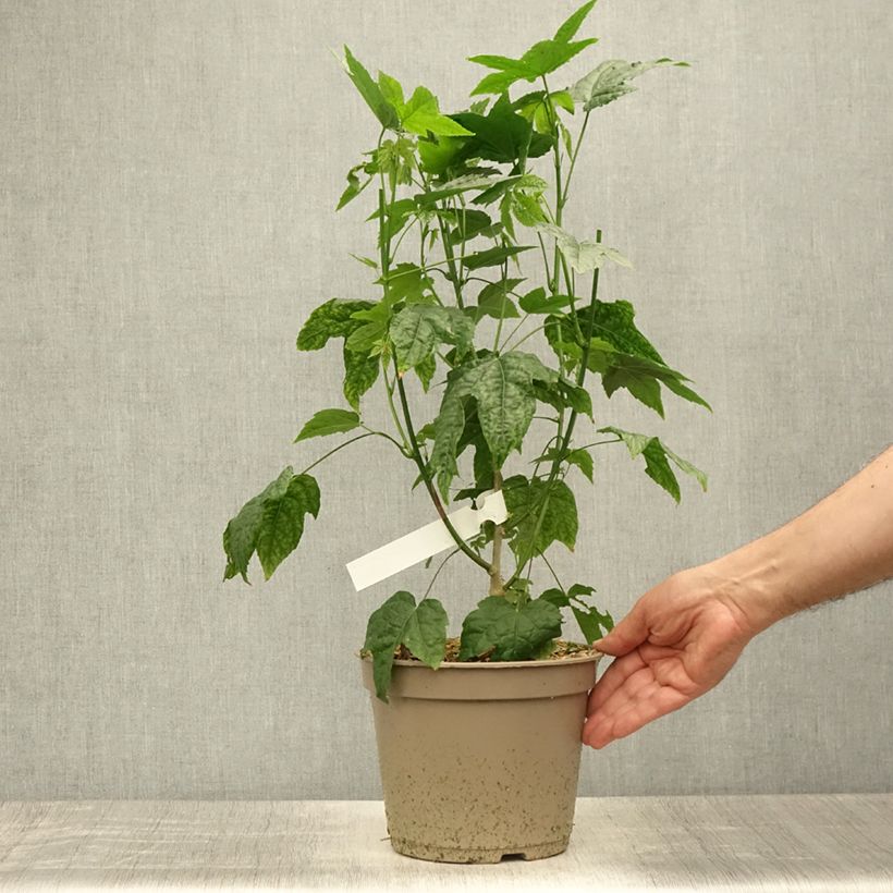 Spécimen de Abutilon striatum Redvein Pot de 4L/5L tel que livré en été