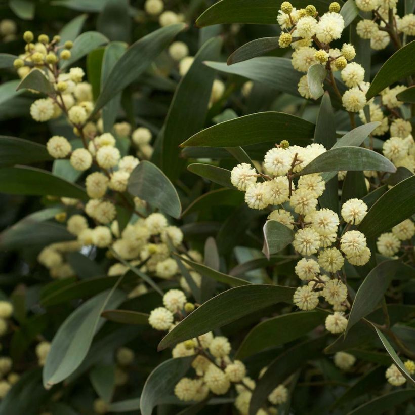 Acacia melanoxylon - Mimosa à bois noir (Floraison)