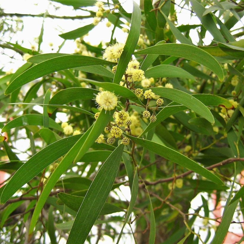 Acacia melanoxylon - Mimosa à bois noir (Feuillage)
