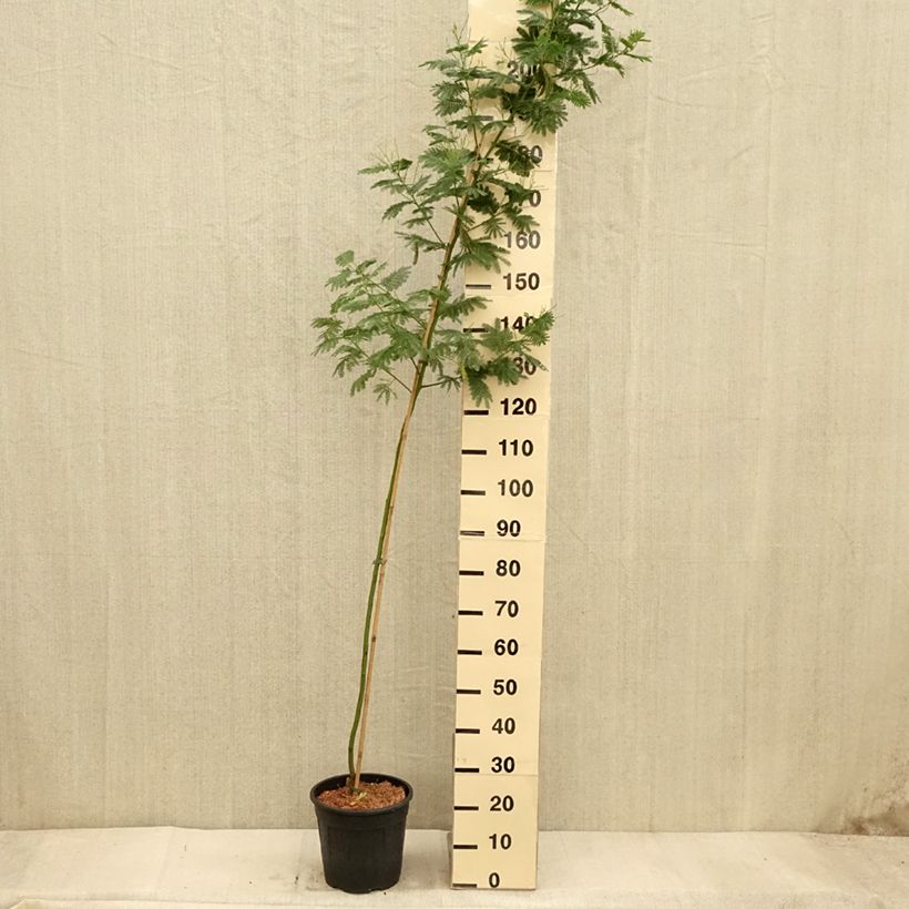 Spécimen de Acacia dealbata Gaulois Astier - Mimosa des fleuristes Pot de 7,5L/10L, Baliveau tel que livré en automne