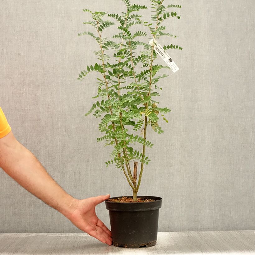 Spécimen de Caragana arborescens - Acacia jaune, Caraganier de Sibérie Pot de 2L/3L tel que livré en été