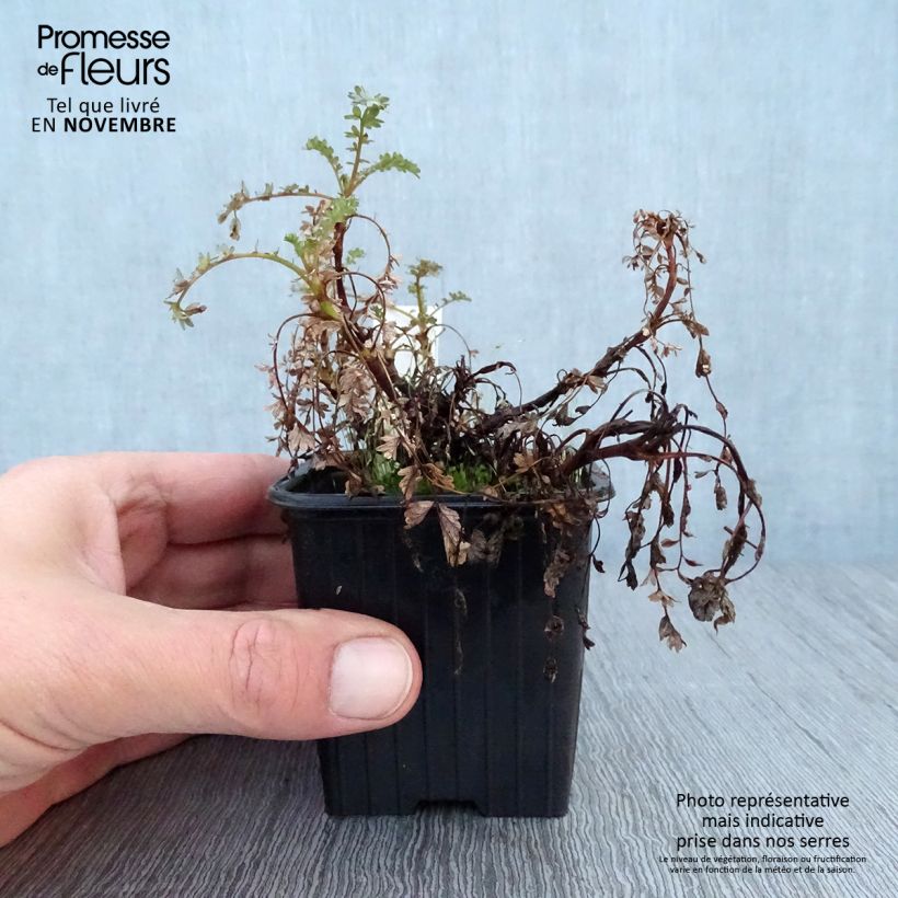 Spécimen de Acaena hybride Blue Haze - Lampourde Godet de 8/9 cm tel que livré en automne