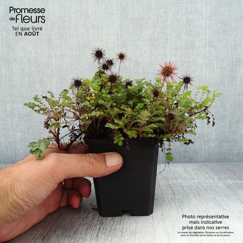 Spécimen de Acaena microphylla Dichte Matte - Lampourde à petites feuilles Godet de 8/9 cm tel que livré en été