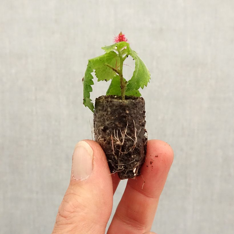 Spécimen de Acalypha pendula Foxie - Acalypha Chenille  Mini-motte 2,5 cm tel que livré au printemps