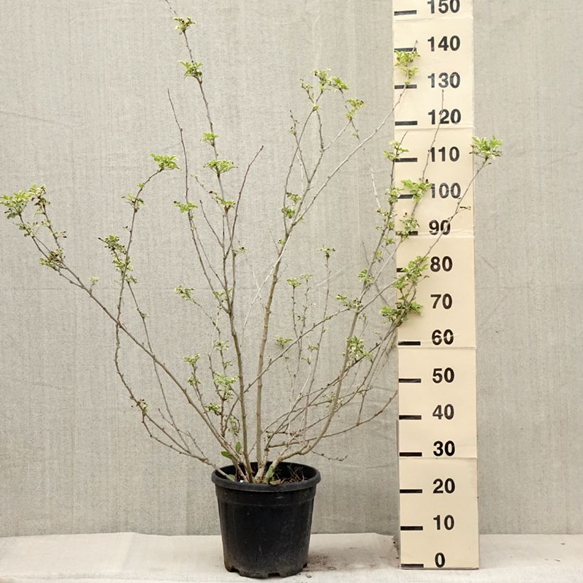 Spécimen de Acanthopanax sieboldii Variegatus - Eleutherococcus Pot de 12L/15L tel que livré en été