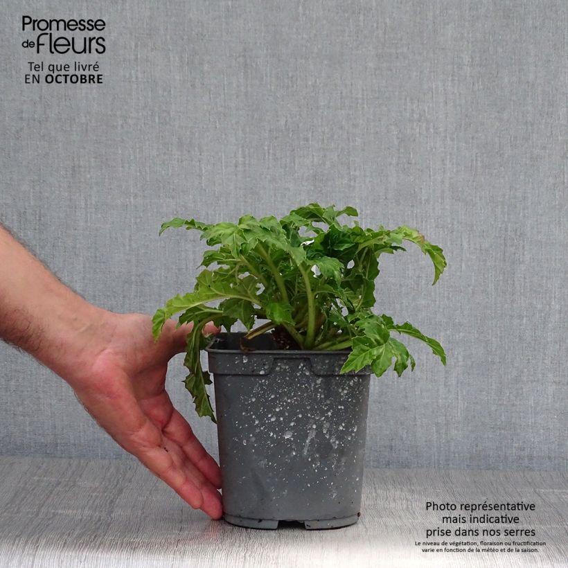 Spécimen de Acanthus mollis - Acanthe à feuilles molles Pot de 2L/3L tel que livré en automne