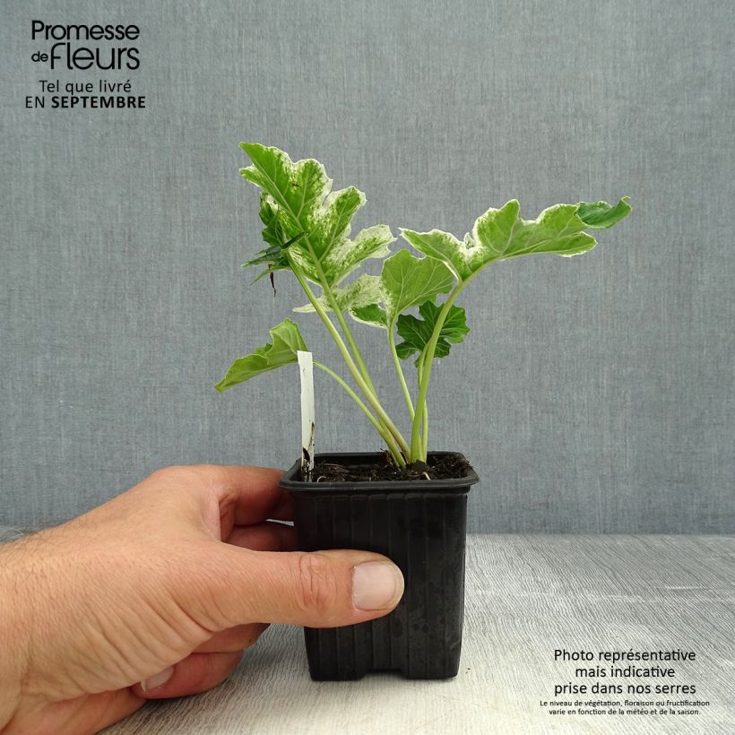 Spécimen de Acanthus mollis Tasmanian Angel - Acanthe panachée Godet de 8/9 cm tel que livré en automne