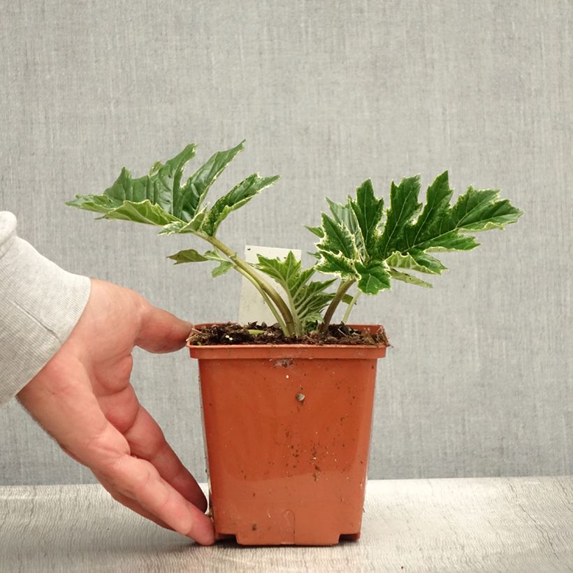 Spécimen de Acanthus Whitewater - Acanthe hybride panachée Pot de 1L/1,5L tel que livré en été