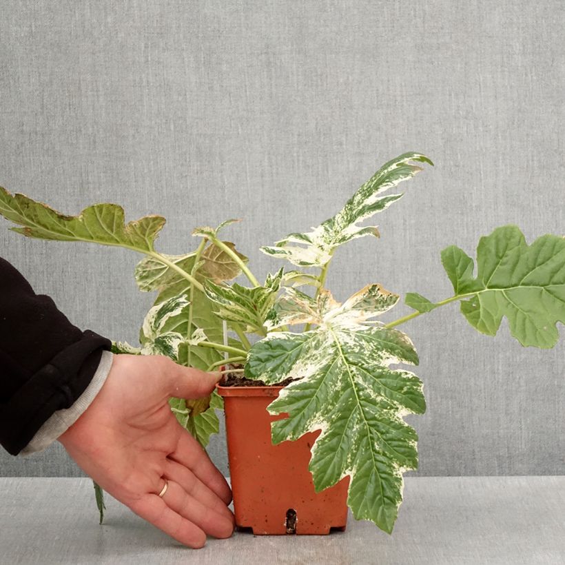 Spécimen de Acanthus Whitewater - Acanthe hybride panachée en pot de 1/1.5 litre tel que livré au printemps