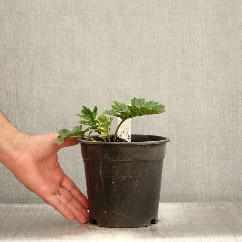 Spécimen de Acanthus Whitewater - Acanthe hybride panachée Pot de 2L/3L tel que livré en été
