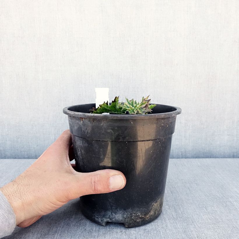 Spécimen de Acanthus Whitewater - Acanthe hybride panachée - Pot de 2L/3L tel que livré au printemps