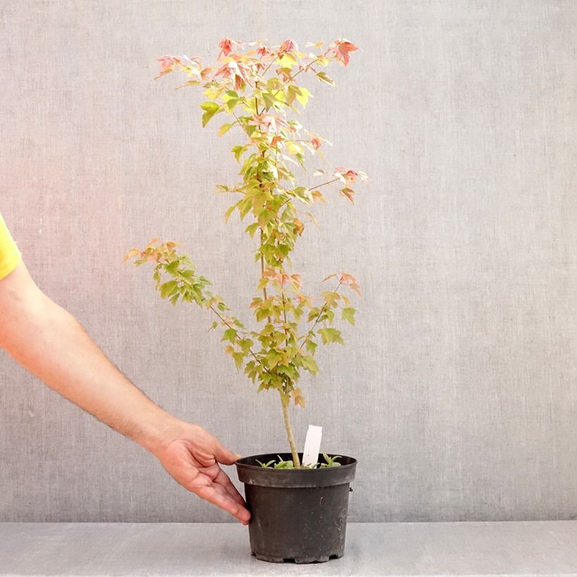 Spécimen de Acer buergerianum - Erable de Buerger Pot de 2L/3L tel que livré en été