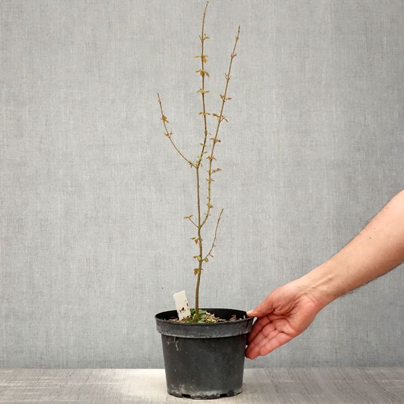 Spécimen de Acer buergerianum - Erable de Buerger Pot de 2/3L tel que livré au printemps