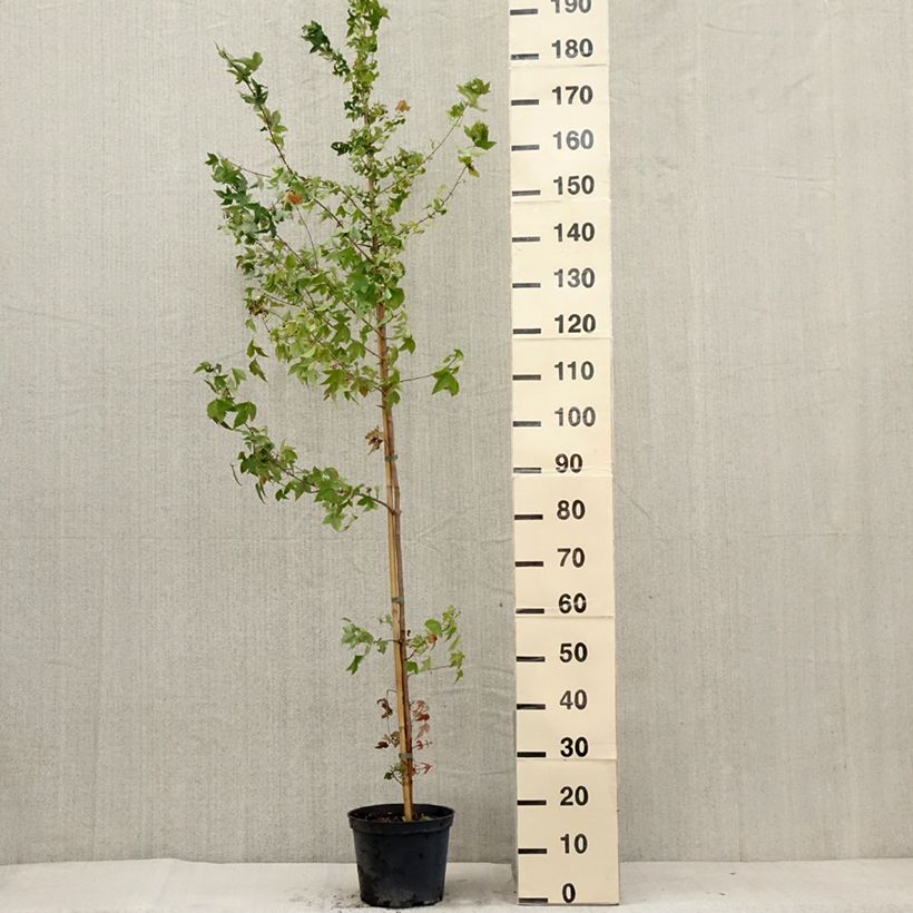 Spécimen de Acer buergerianum - Erable de Buerger Pot de 4L/5L tel que livré en été