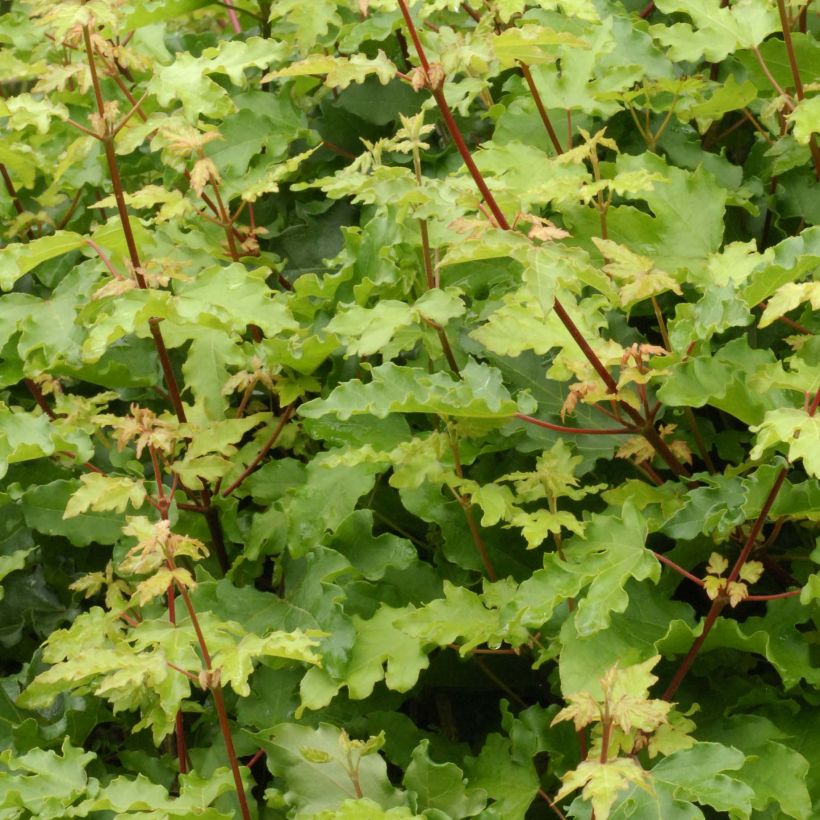 Érable champêtre nain - Acer campestre Nanum (Feuillage)