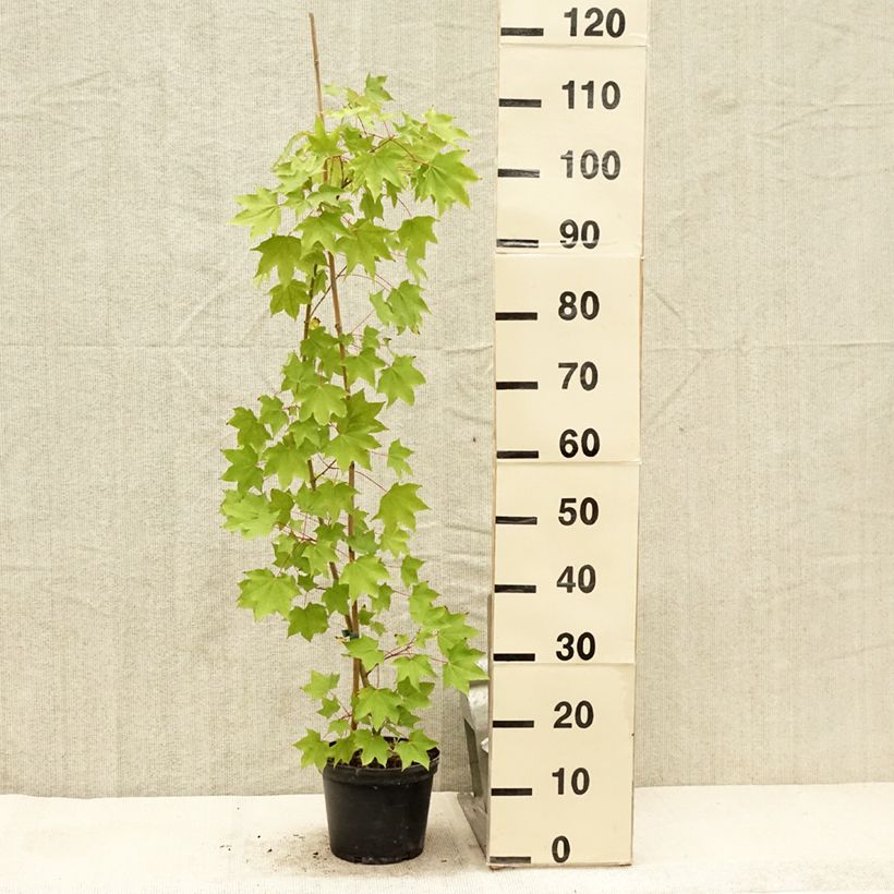 Spécimen de Acer cappadocicum Rubrum - Érable de Colchide rouge Pot de 3L/4L tel que livré en été
