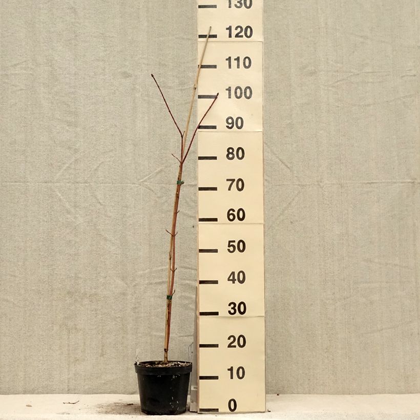 Spécimen de Acer cappadocicum Rubrum - Érable de Colchide rouge Pot de 3L/4LHauteur livrée env. 80/100cm tel que livré au printemps