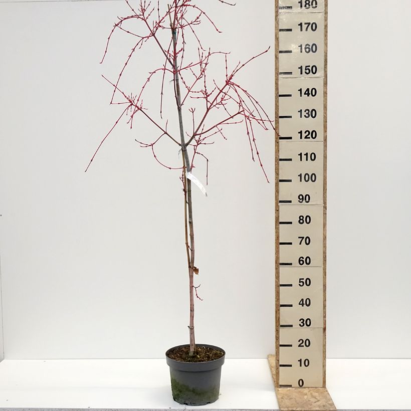 Spécimen de Acer conspicuum Red Flamingo - Érable à peau de serpent Pot de 7,5L/10L, Baliveau tel que livré en hiver