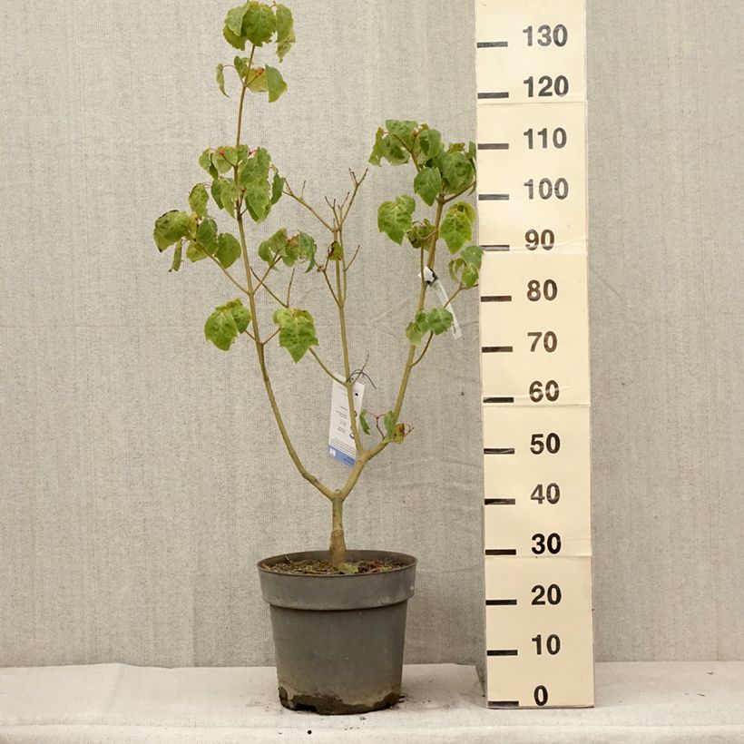 Spécimen de Acer conspicuum Silver Vein - Erable à peau de serpent Pot de 12L/15L tel que livré en été