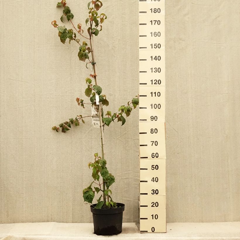 Spécimen de Acer davidii - Érable à peau de serpent Pot de 7,5L/10L tel que livré en été