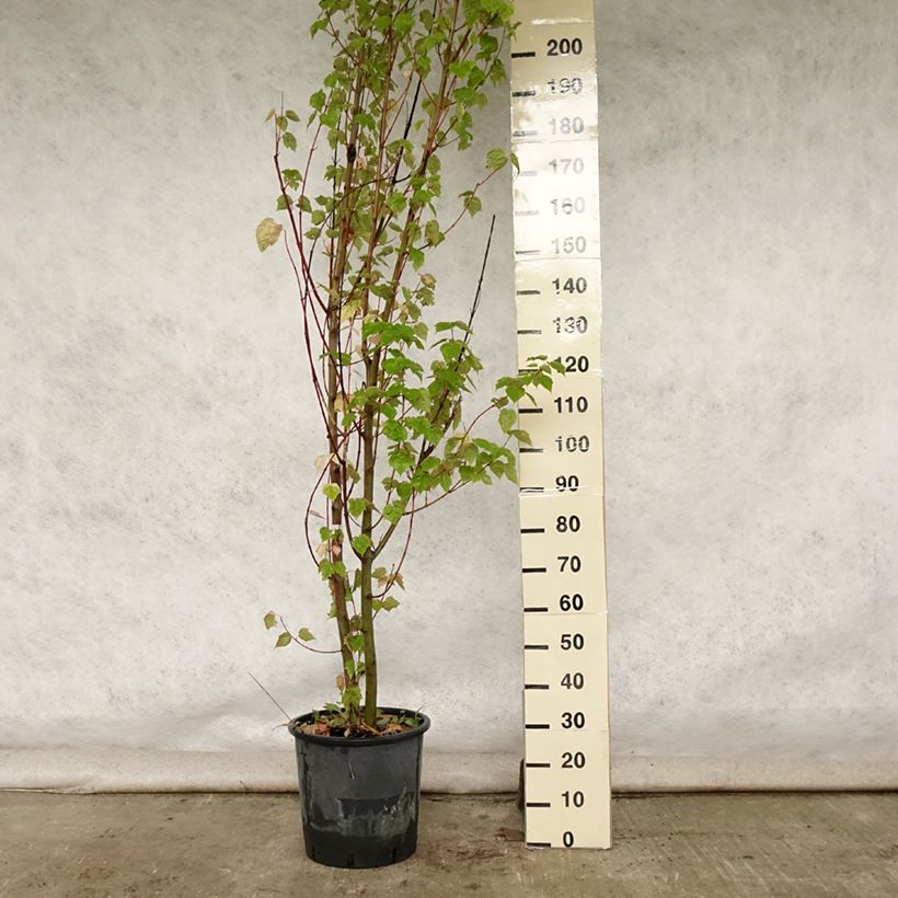 Spécimen de Acer davidii - Érable à peau de serpent Pot de 20L/25L tel que livré en été