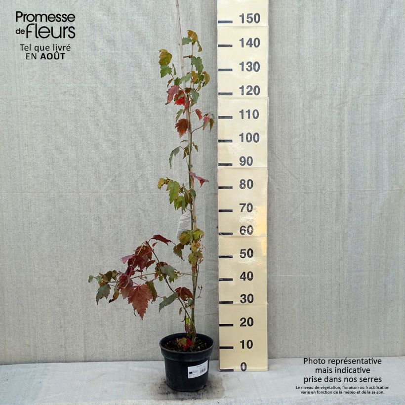 Spécimen de Acer davidii - Érable à peau de serpent Pot de 4L/5L tel que livré en été
