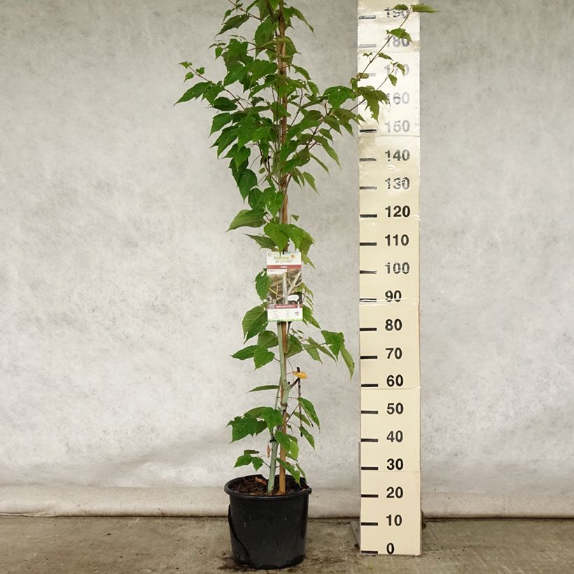Spécimen de Acer davidii Viper - Érable de David Pot de 12L/15L tel que livré en été