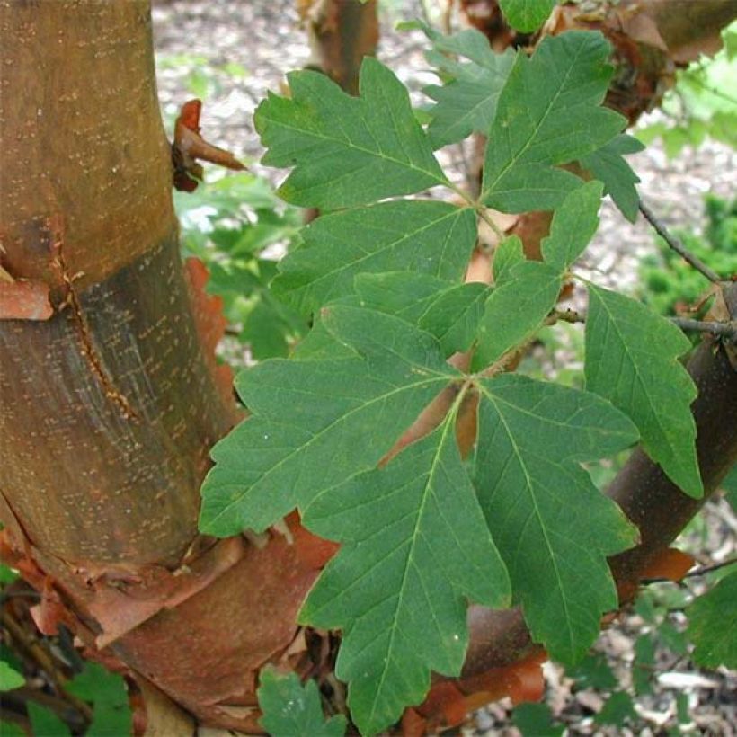Érable cannelle - Acer griseum (Feuillage)