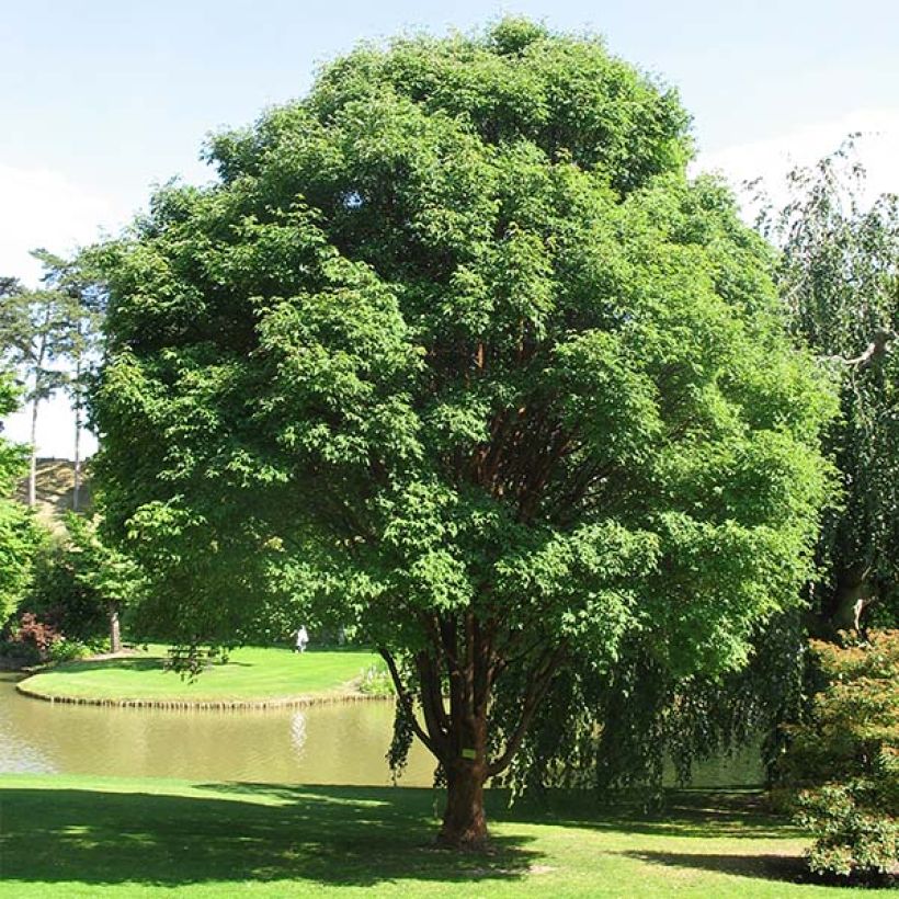 Érable cannelle - Acer griseum (Port)