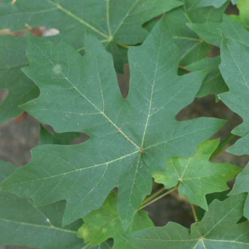 Acer macrophyllum - Erable à grandes feuilles (Feuillage)