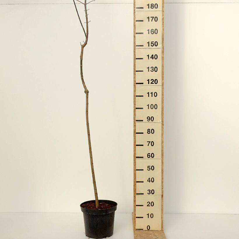 Spécimen de Acer negundo Auratum - Erable à feuilles de frêne doré - Pot de 7,5L/10L tel que livré en hiver