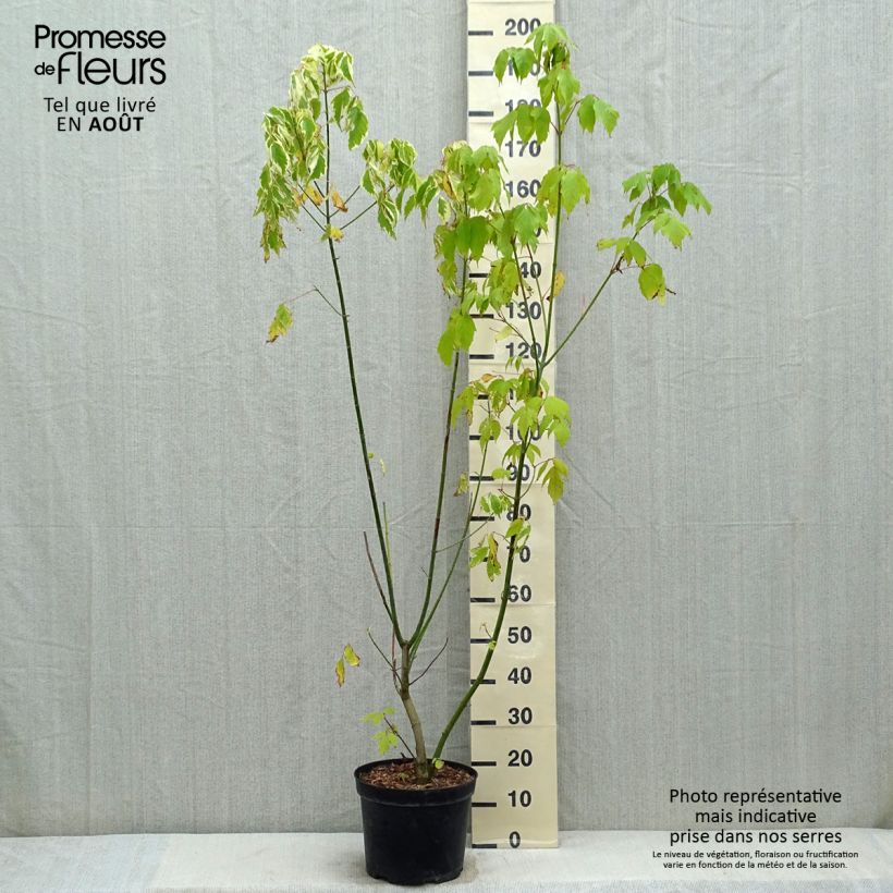 Spécimen de Acer negundo Aureomarginatum - Érable à feuille de frêne Pot de 7,5L/10L tel que livré en été