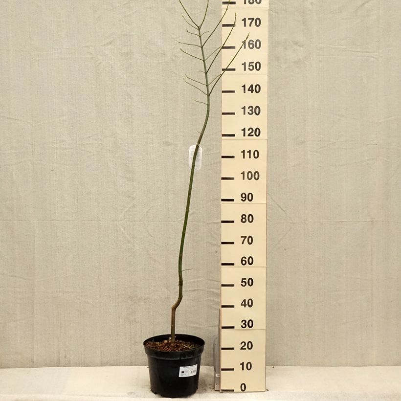 Spécimen de Acer negundo Aureomarginatum - Érable à feuille de frêne Pot de 7.5L tel que livré au printemps