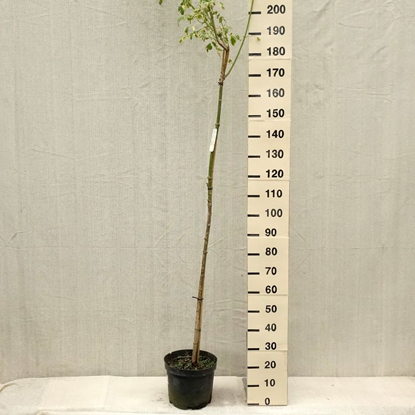 Spécimen de Acer negundo Elegans - Erable à feuille de frêne Pot de 7,5L/10L, Tige tel que livré en été
