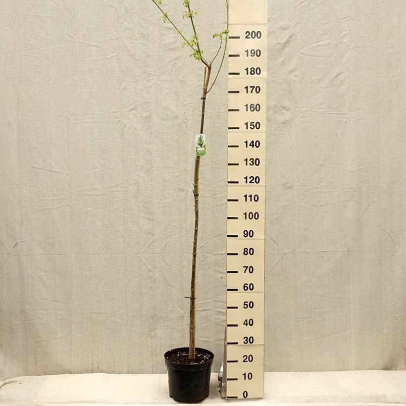 Spécimen de Acer negundo Elegans - Erable à feuille de frêne - Pot de 7,5L/10L tel que livré au printemps