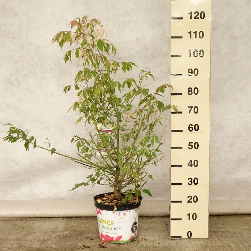 Spécimen de Acer negundo Flamingo - Érable à feuille de frêne Pot de 7,5L/10L tel que livré en été