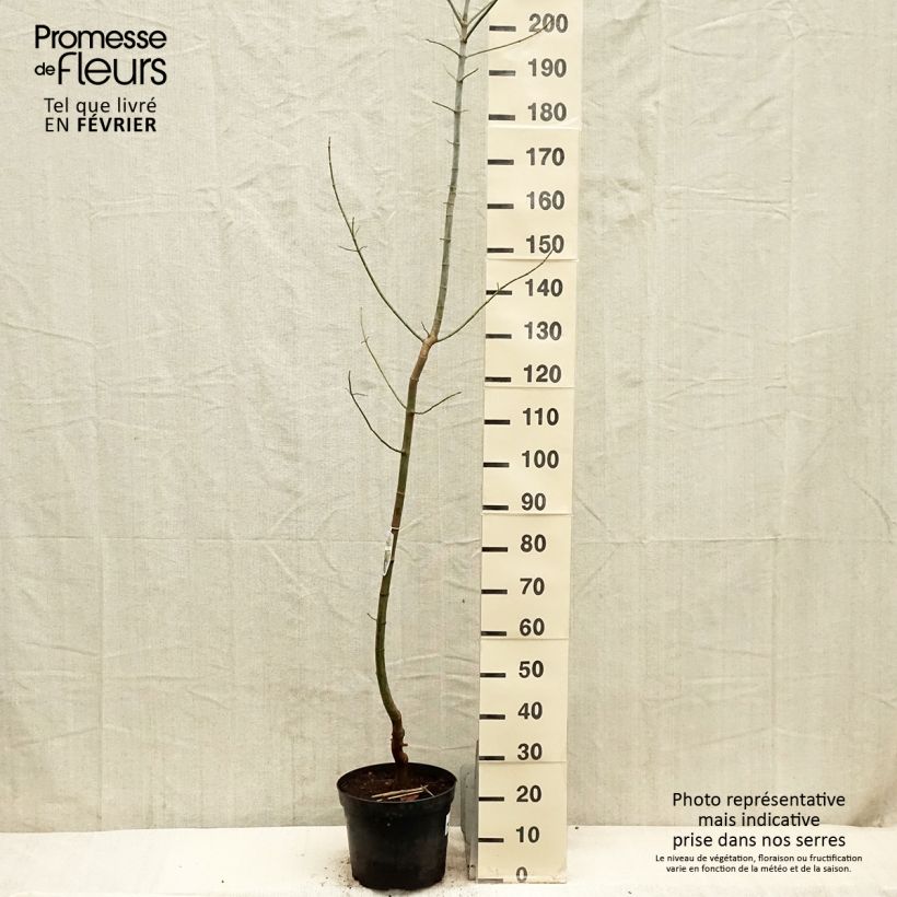 Spécimen de Acer negundo Variegatum - Érable à feuille de frêne panaché Pot 10L tel que livré en hiver