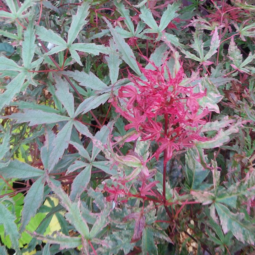 Erable du Japon - Acer palmatum Beni Komachi (Feuillage)