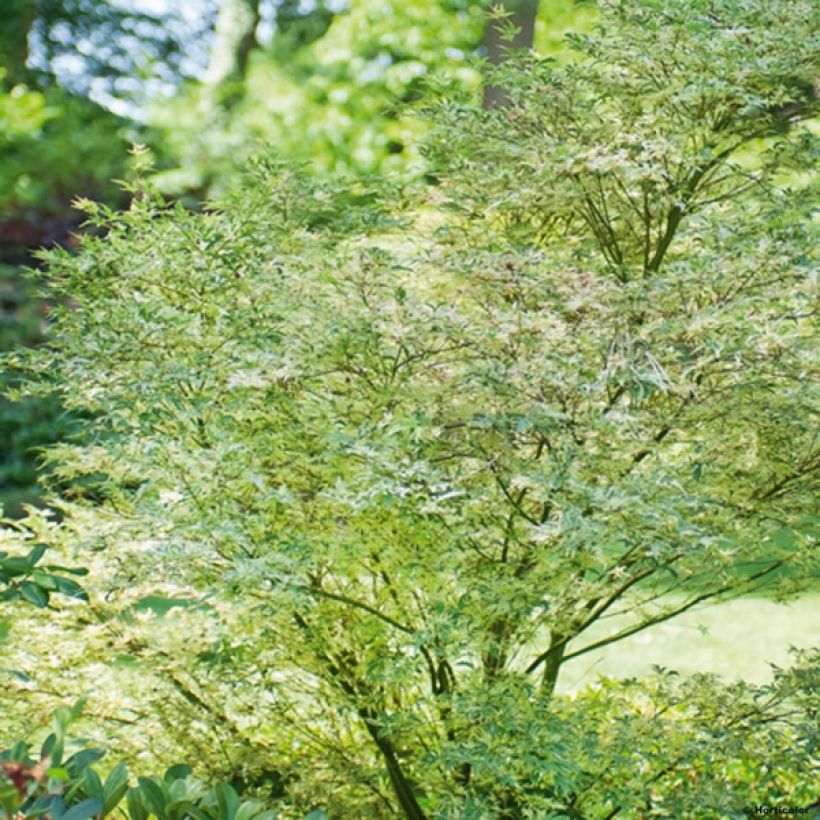 Érable du Japon - Acer palmatum Butterfly (Port)