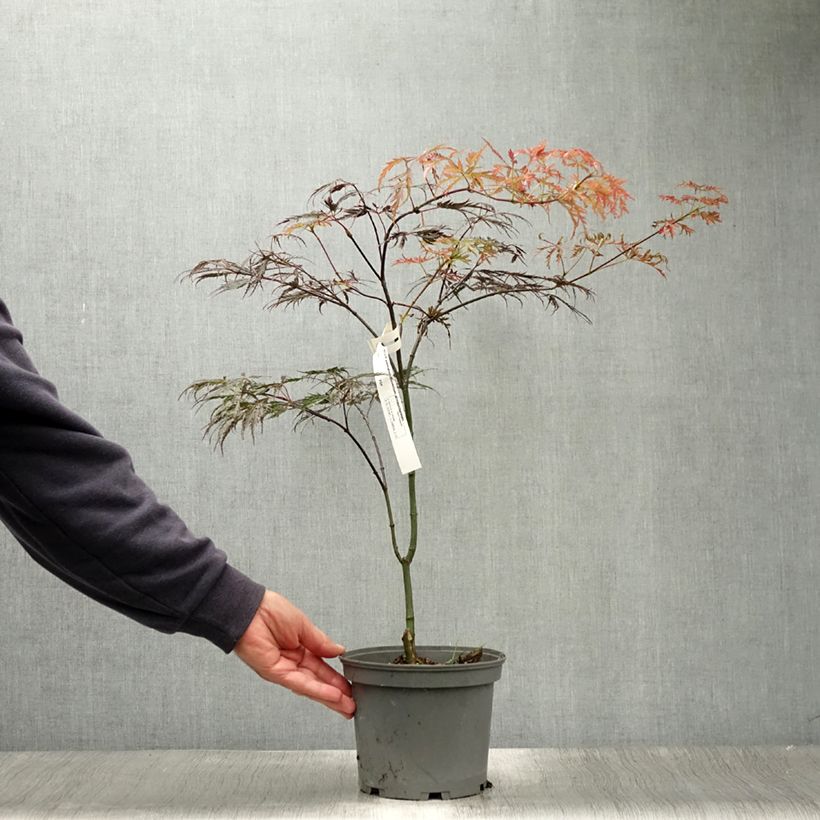 Spécimen de Acer palmatum Dissectum Atropurpureum - Érable du Japon Pot de 3L/4L tel que livré en été