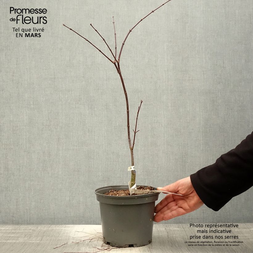 Spécimen de Acer palmatum Dissectum Atropurpureum - Érable du Japon Pot de 3L tel que livré au printemps