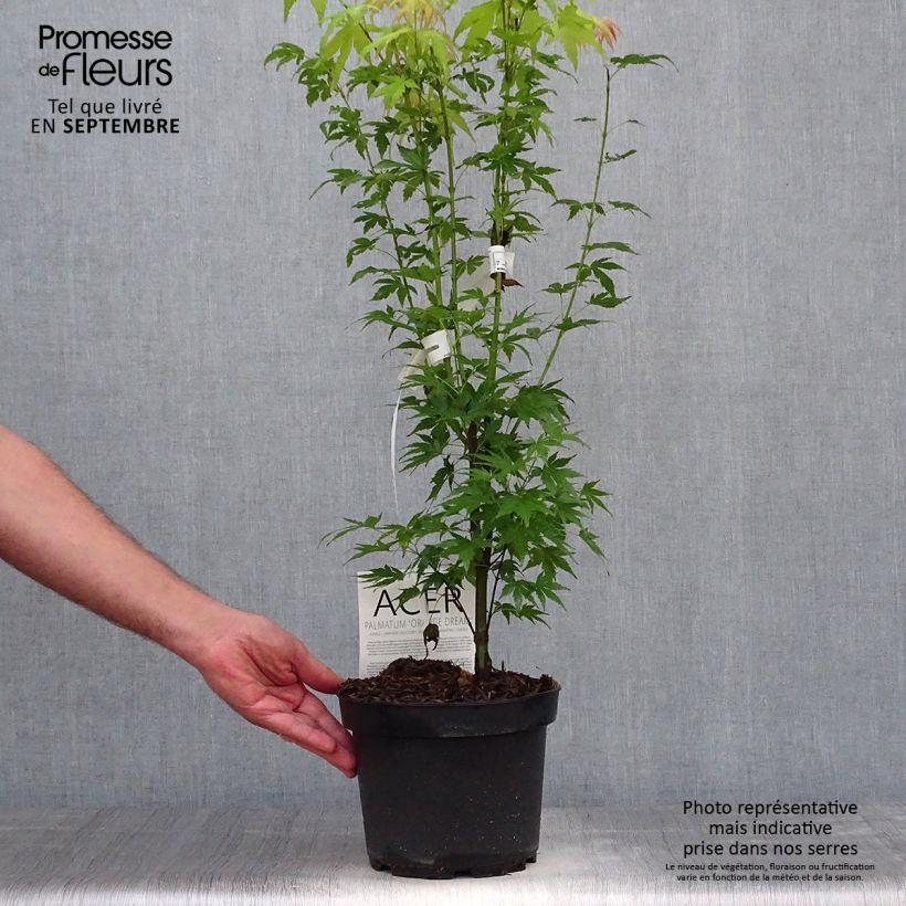 Spécimen de Acer palmatum Orange Dream Pot de 3L/4L tel que livré en automne