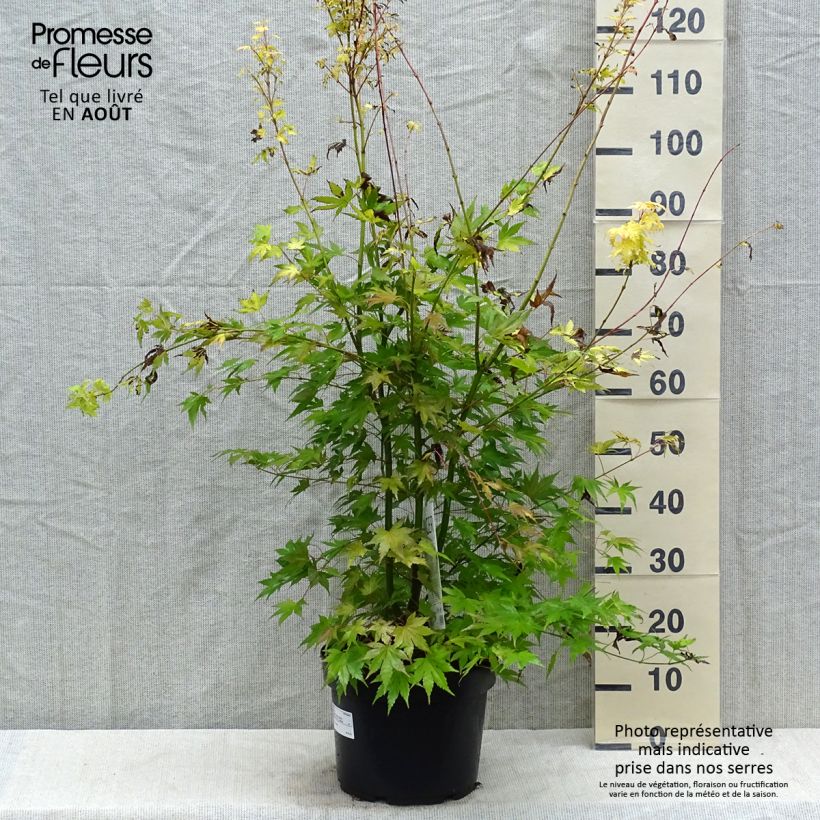 Spécimen de Acer palmatum Orange Dream Pot de 7,5L/10L tel que livré en été