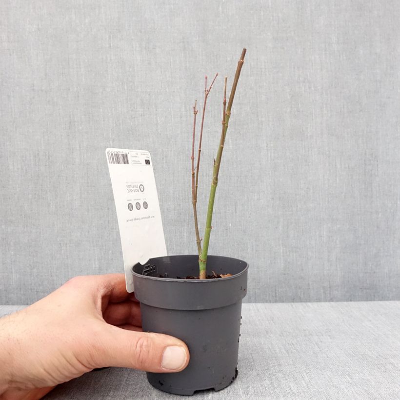 Spécimen de Acer palmatum Orange Dream - Godet de 8/9 cm tel que livré en hiver