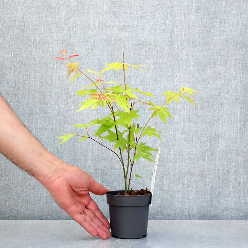 Spécimen de Acer palmatum Orange Dream - Godet de 8/9 cm tel que livré au printemps