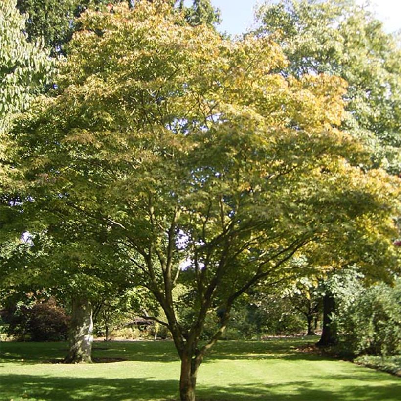 Érable du Japon - Acer palmatum Osakazuki (Port)