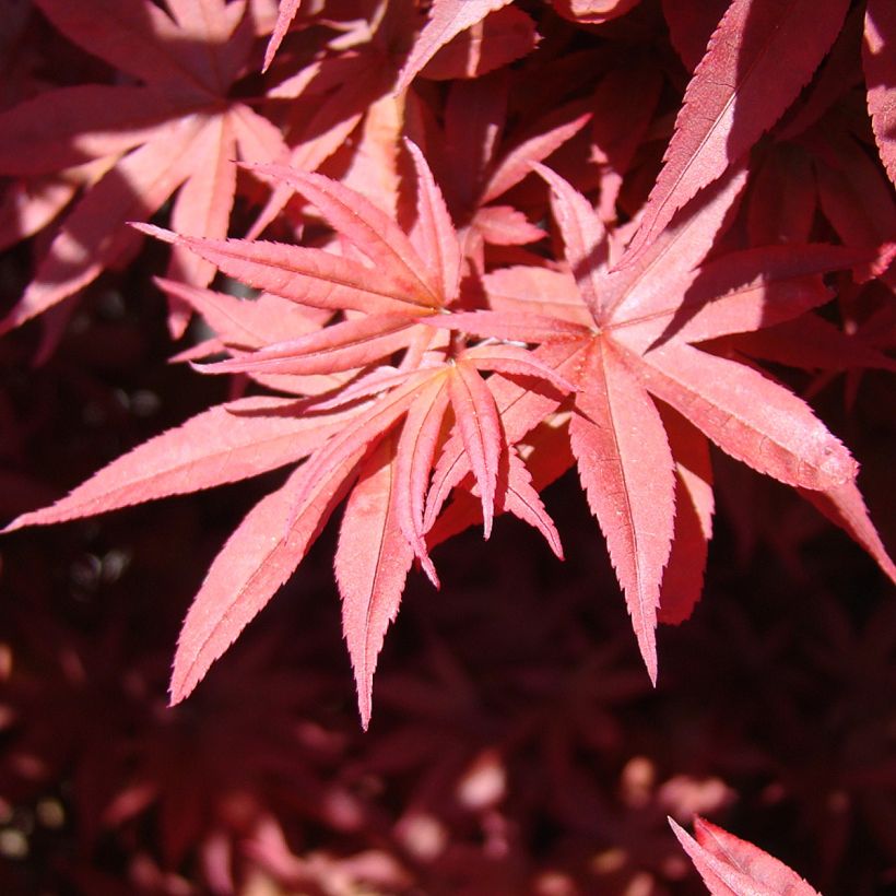 Érable du Japon - Acer palmatum Twomblys Red Sentinel (Feuillage)